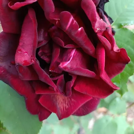 Quinta Do Castelo, De Pedra Country house