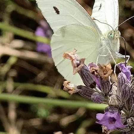 Quinta Do Castelo, De Pedra Country house *
