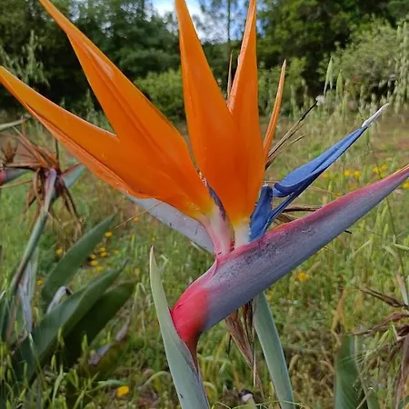 Quinta Do Castelo, De Pedra Country house