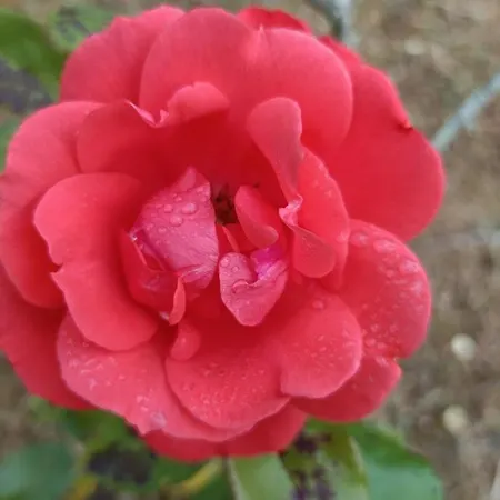 Country house Quinta Do Castelo, De Pedra